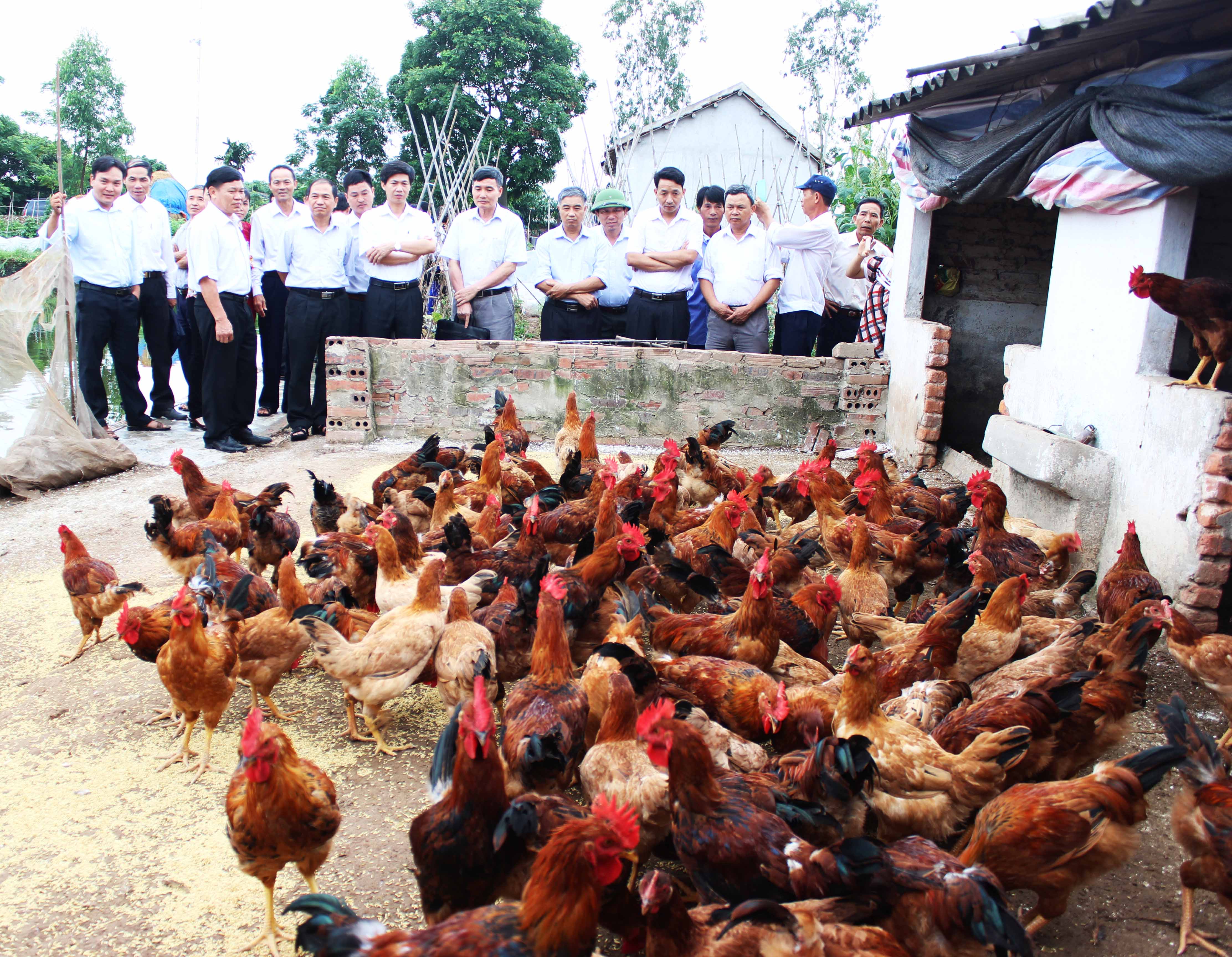 Mô hình chăn nuôi  gà j- Dabaco theo hướng hàng hóa